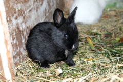 Baby-Bunny