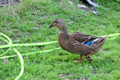 Blue-Feather-Ducky