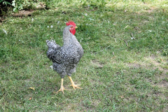 IMG_0329